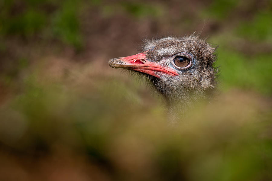 Peek-a-Boo Ostrich Photograph by Nigel R Bell