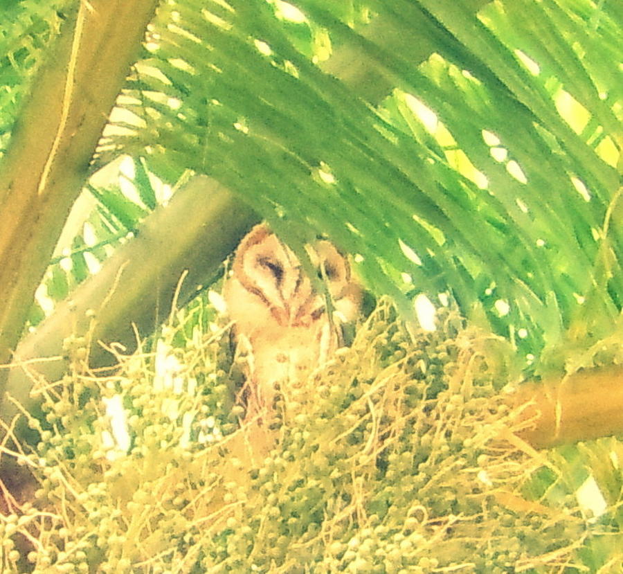 Peek A Boo Owl by Karen J Shine Peek A Boo Owl by Karen J Shine