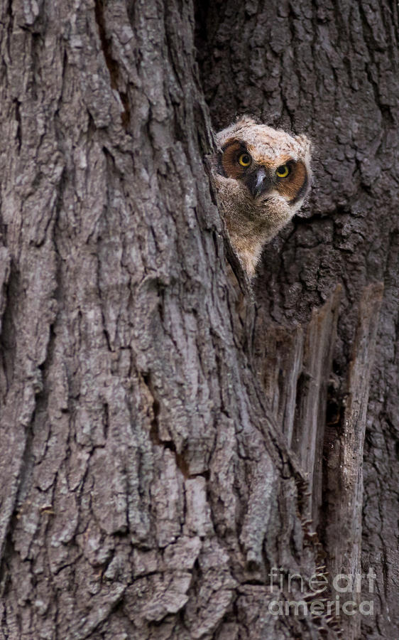 Peek a Boo Owl Photograph by Rudy Viereckl