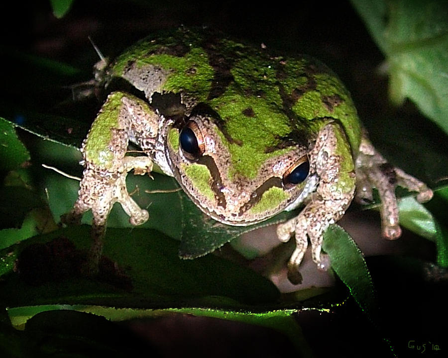 Frog Photograph - Peek a Boo Pacific Tree Frog by Nick Gustafson