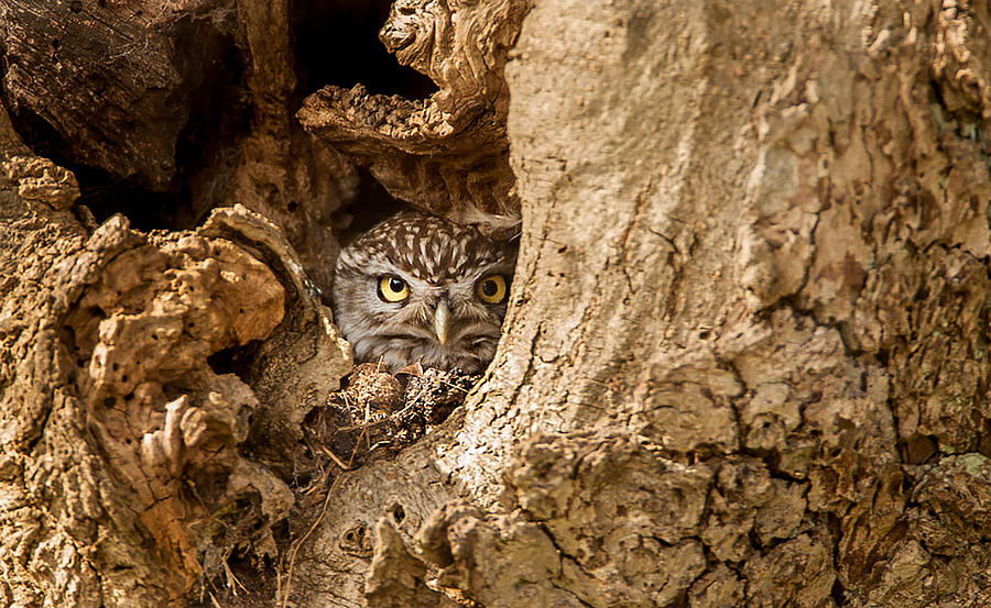 Owl Photograph - Peek a boo by Paul Neville