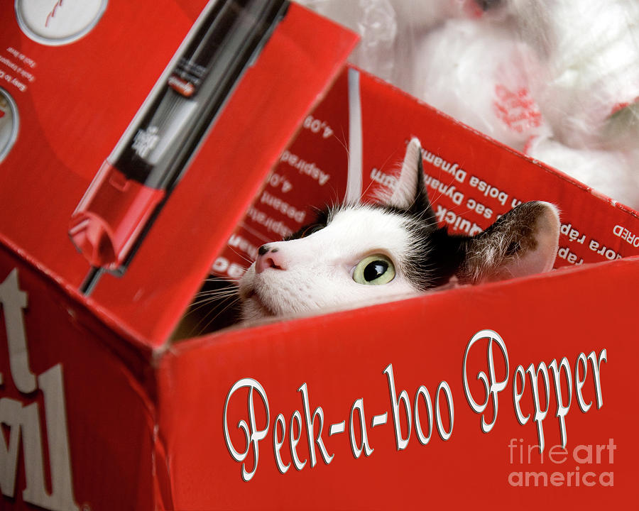 Peek-a-boo Pepper Photograph by Andee Design