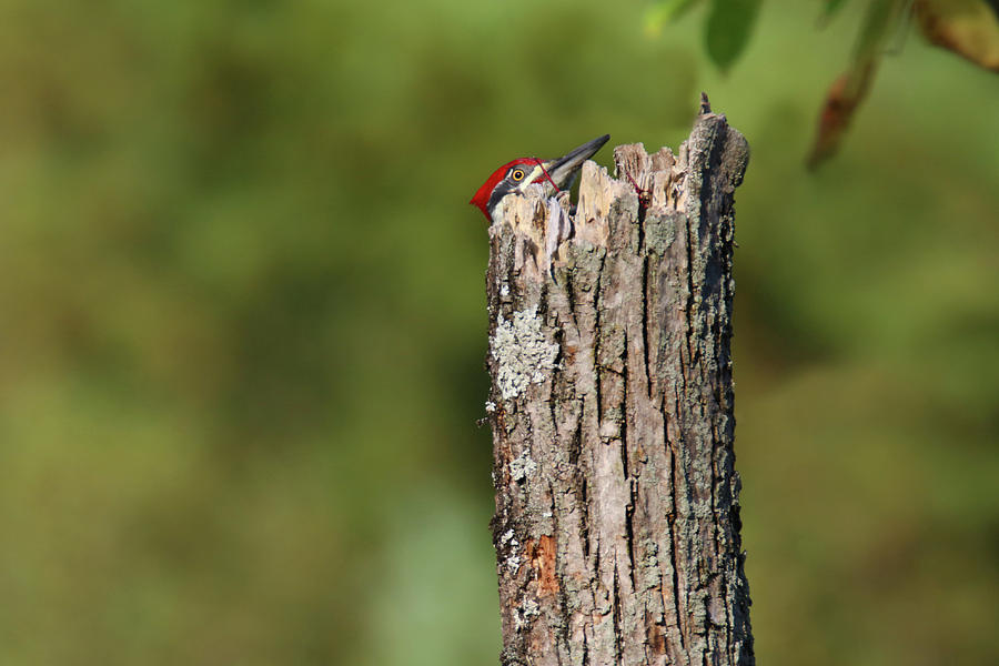 Peek A Boo Pileated Woodpecker Photograph by Brook Burling