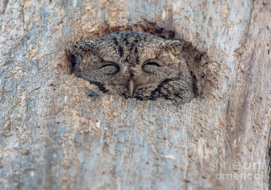 Peek a Boo Screech Owl Photograph by Cheryl Baxter