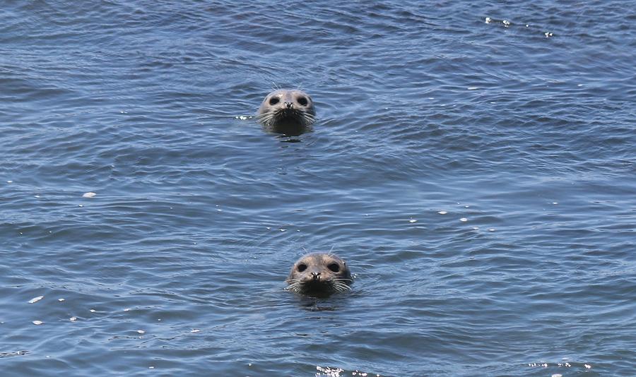 Peek-a-Boo Seals Photograph by Christy Pooschke