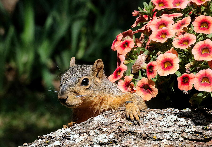 Peek-a-Boo Squirrel Photograph by Sheila Brown