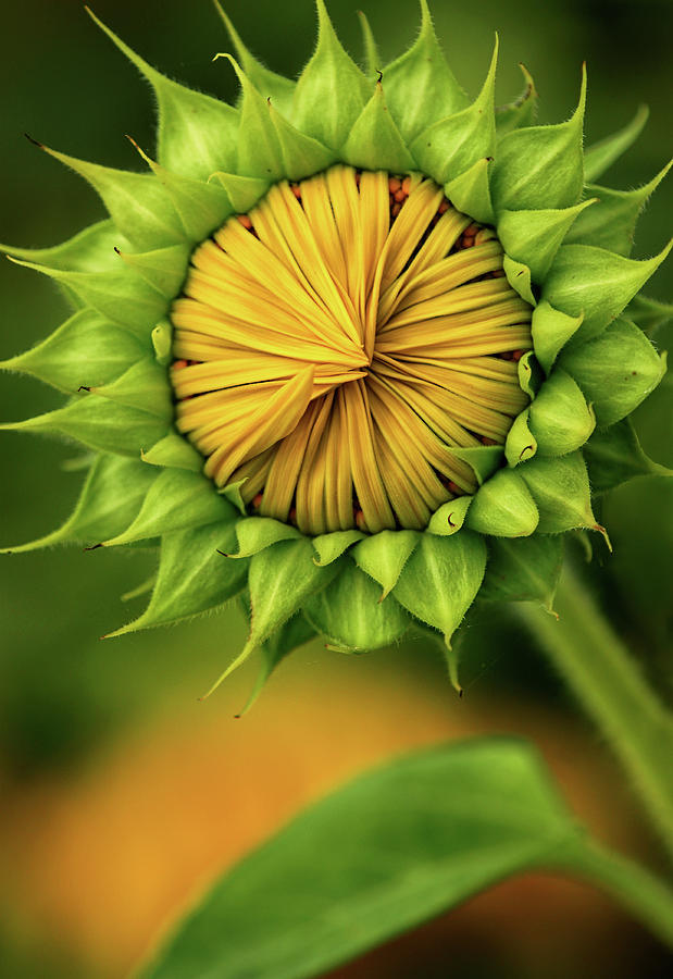Sunflower Photograph - Peek-a-boo Sunflower by Carolyn Derstine