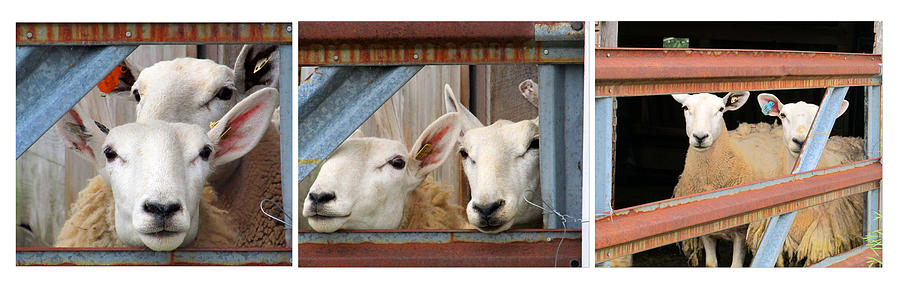 Sheep Photograph - Peek A Boo by Tina M Wenger