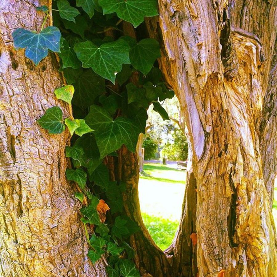 Tree Photograph - Peek-a-boo Tree. #peekaboo #tree by Tiffany Marchbanks
