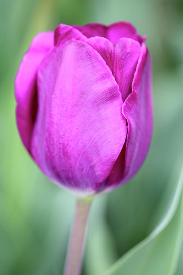 Peek a Boo Tulip Photograph by Mary Anne Delgado - Fine Art America