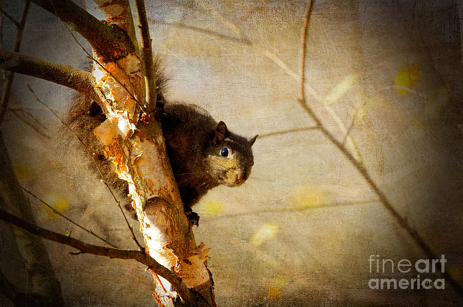 Squirrel Photograph - Peek-A-Boooo by Lois Bryan