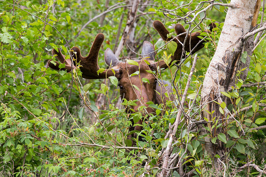 Peek-A-Moose Photograph by Sara Hudock