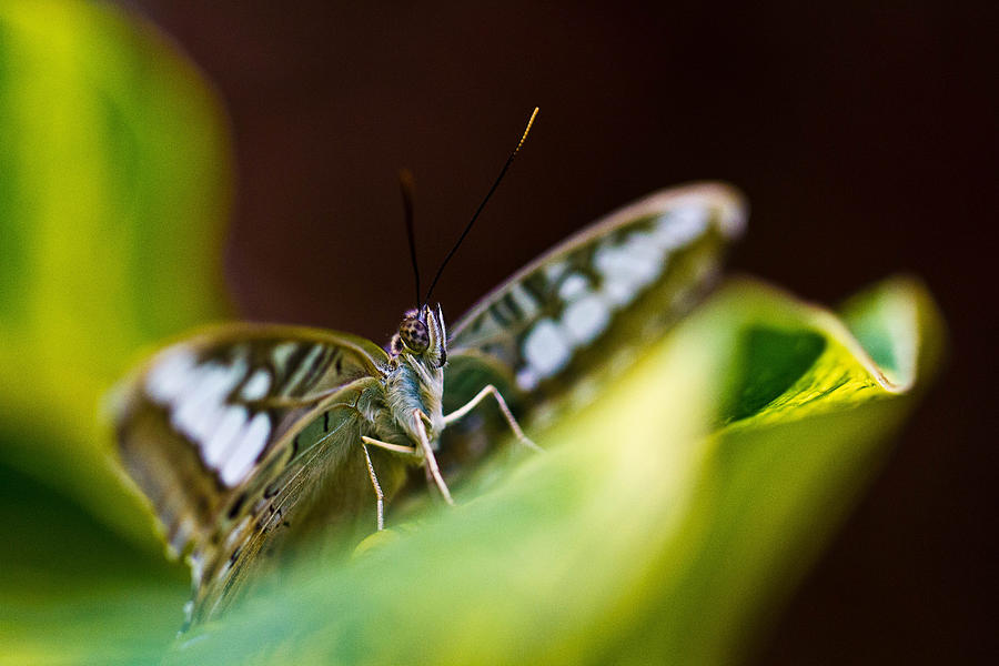 Butterfly Photograph - Peek by Jennifer Luzio