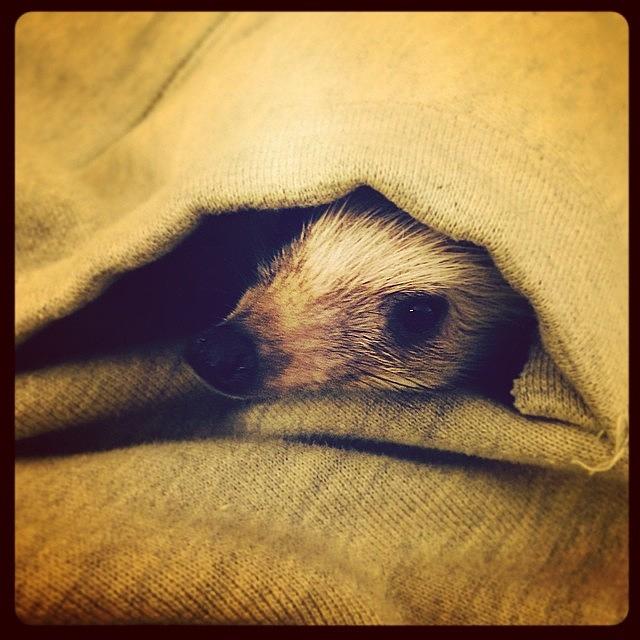 Slimshady Photograph - Peekaboo! 🙈 #hedgehog #cutiepie by Emily Botelho