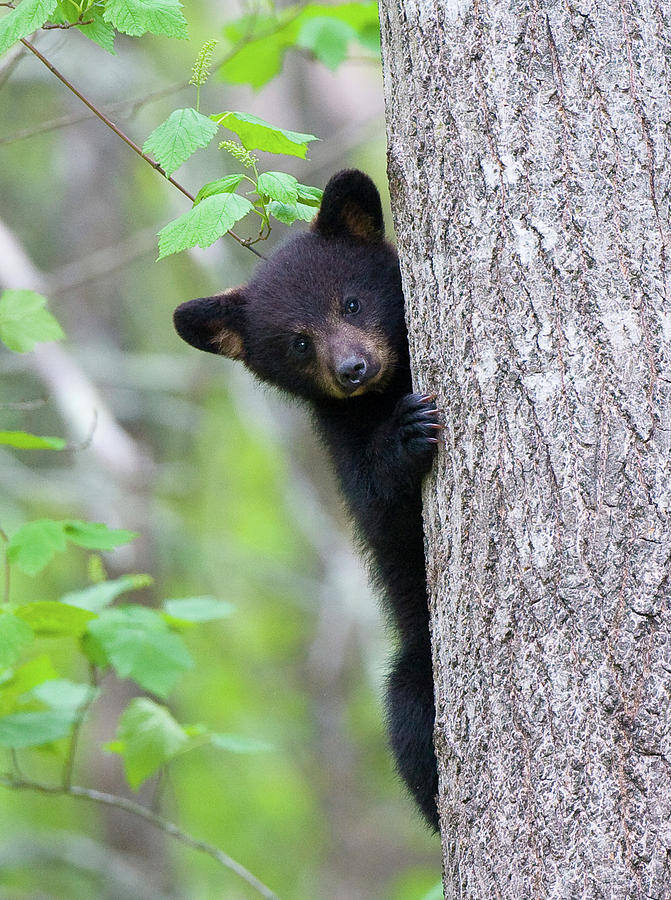 Peekaboo Bear Cub by Rob Palmer