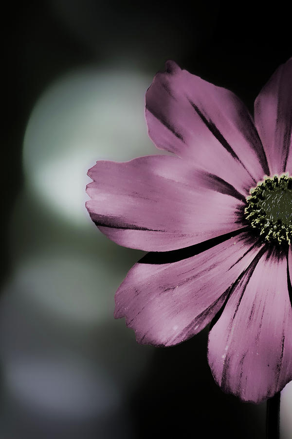Flower Photograph - Peekaboo by Bonnie Bruno