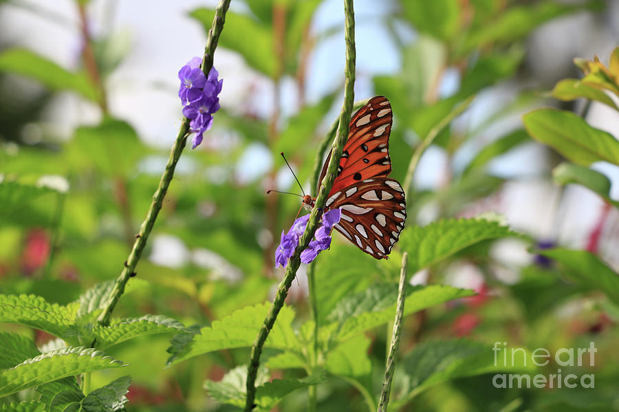 Peekaboo Butterfly Photograph