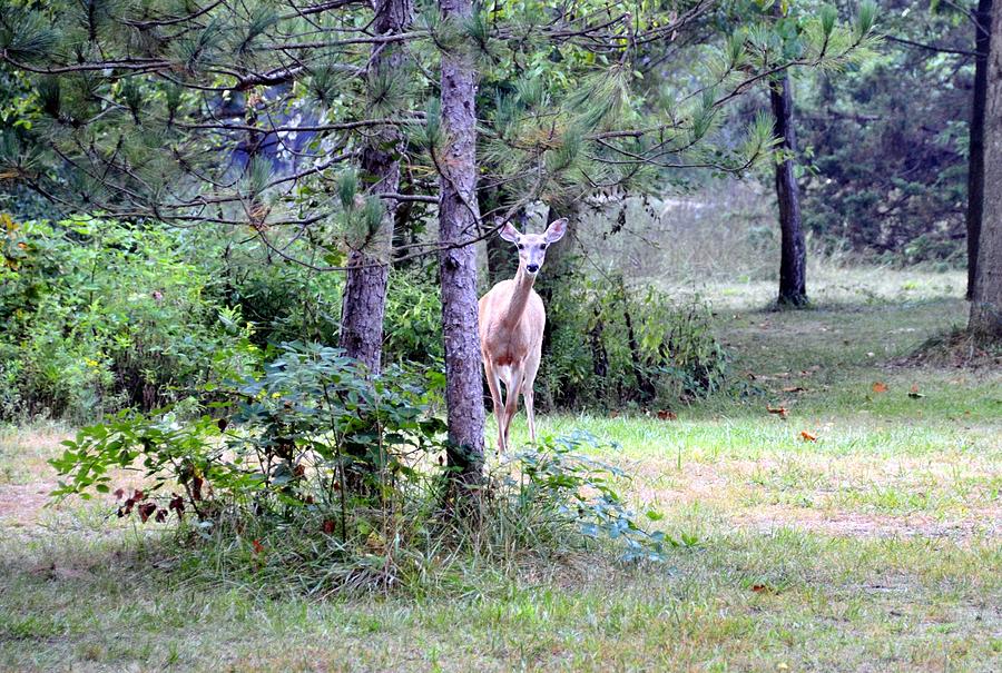 Peekaboo Deer Photograph by David Arment