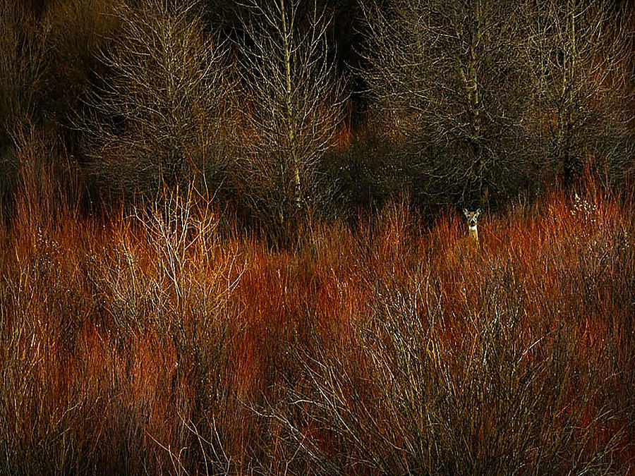 Deer Photograph - Peekaboo by Gemdelin Jackson