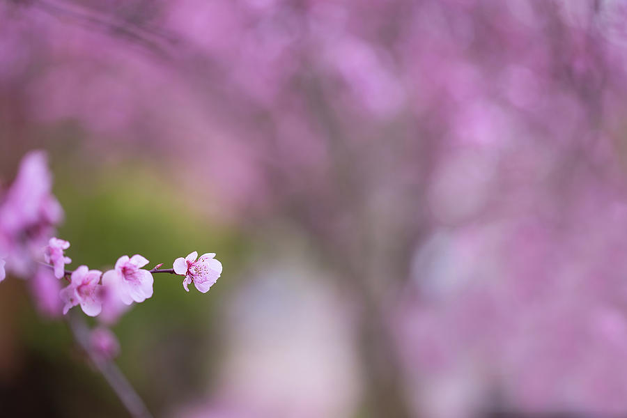 Cherry Blossoms Photograph - Peekaboo by Kunal Mehra