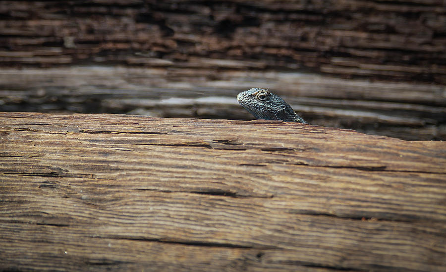 Peekaboo Lizard Photograph by Rick Mosher