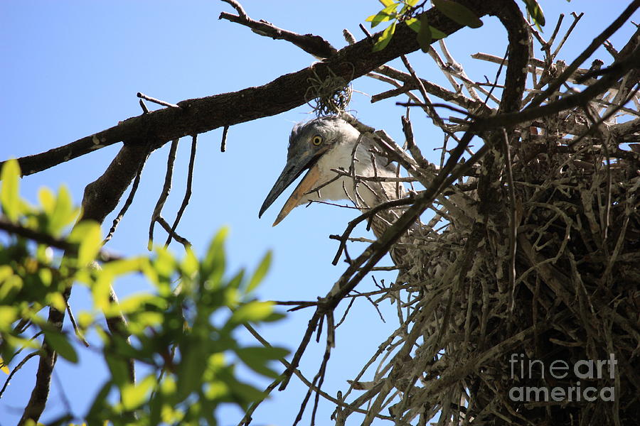 Peekaboo Mama Heron in Nest Photograph by Carol Groenen
