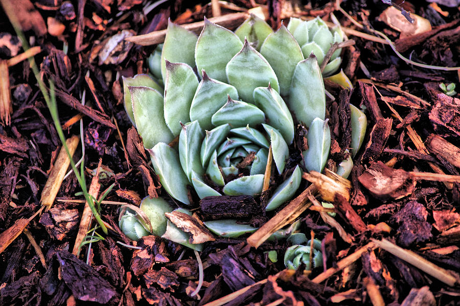 Peekaboo Succulent Photograph by Bonnie Bruno