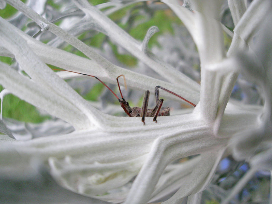Peeking Assassin Bug - Reduviid Nymph Photograph by Carol Senske