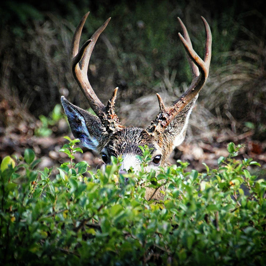 Peeking Buck Photograph