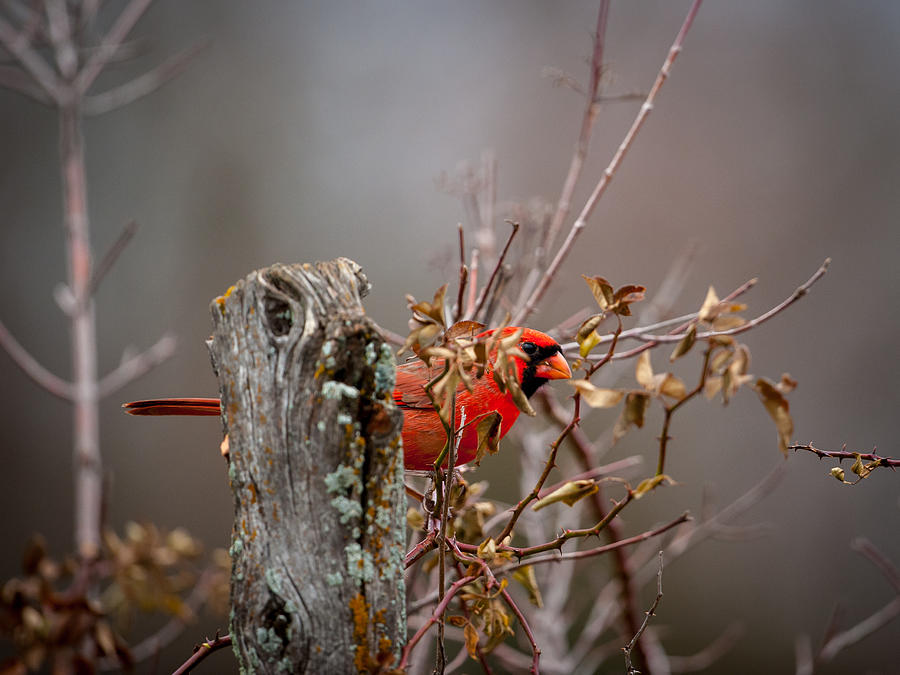 Peeking Cardinal Photograph by Jeff Phillippi