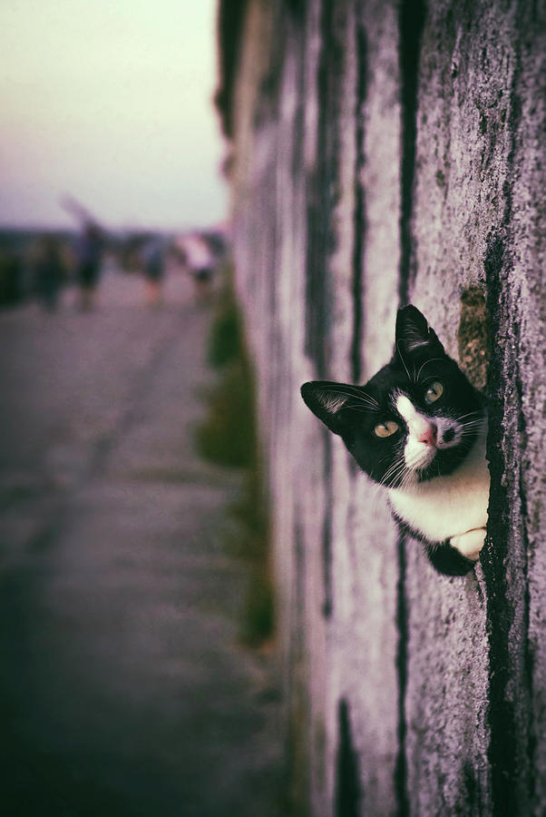 Peeking Cat Photograph by Carlos Caetano