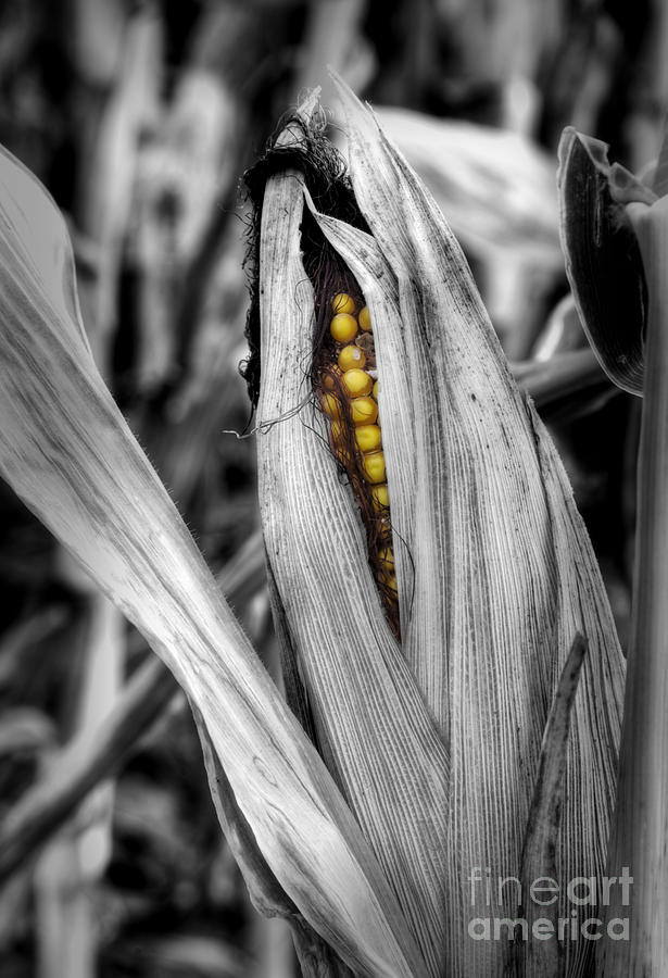 Black And White Photograph - Peeking Corn by Fred Lassmann