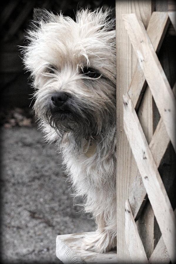 Toto Photograph - Peeking by Crystal Rolfe