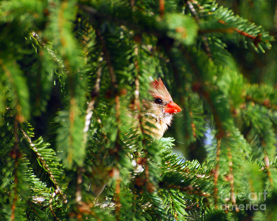 Peeking From the Pines Photograph by Kerri Farley