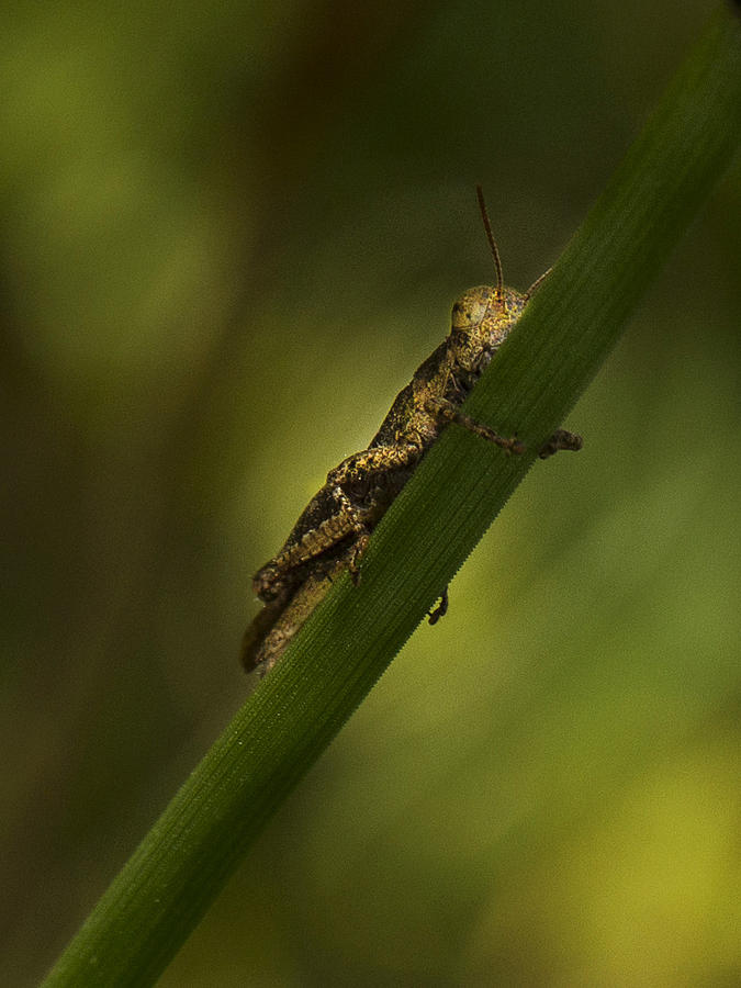 Peeking Grasshoper Photograph by Jean Noren