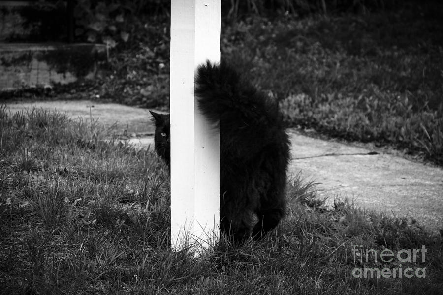 Peeking Kitty Black and White Photograph by Marina McLain