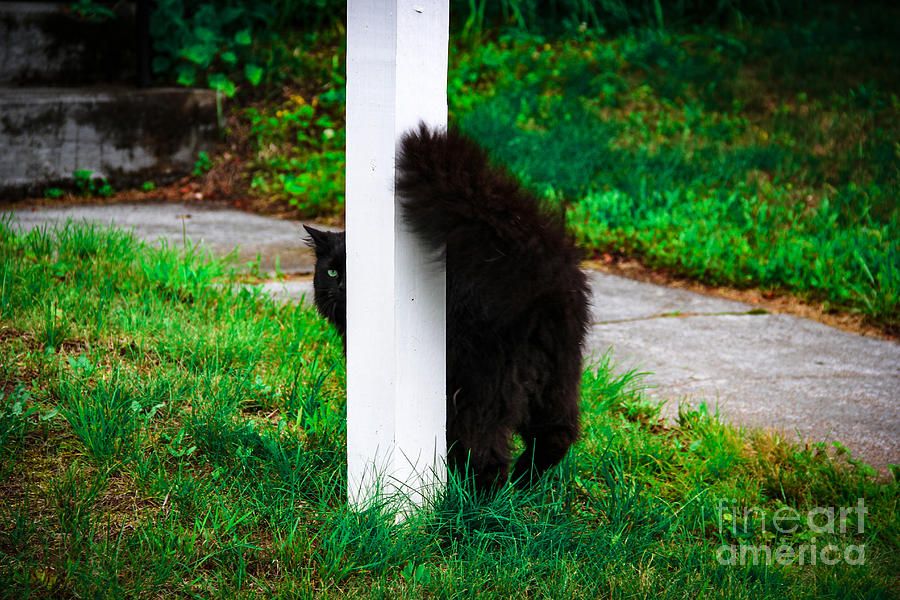 Peeking Kitty Photograph by Marina McLain