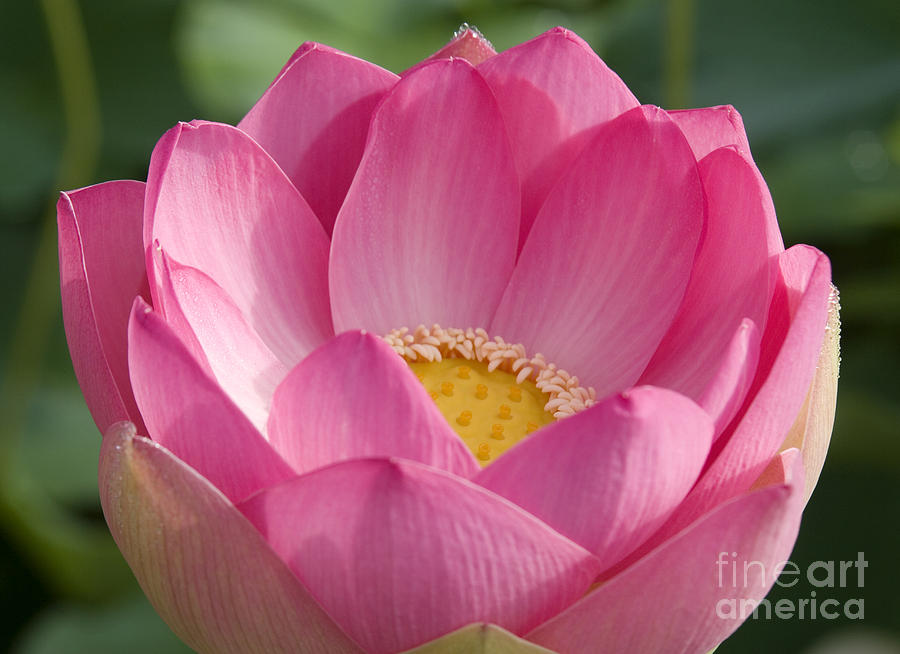 Fresh Photograph - Peeking Lotus by Elvira Butler