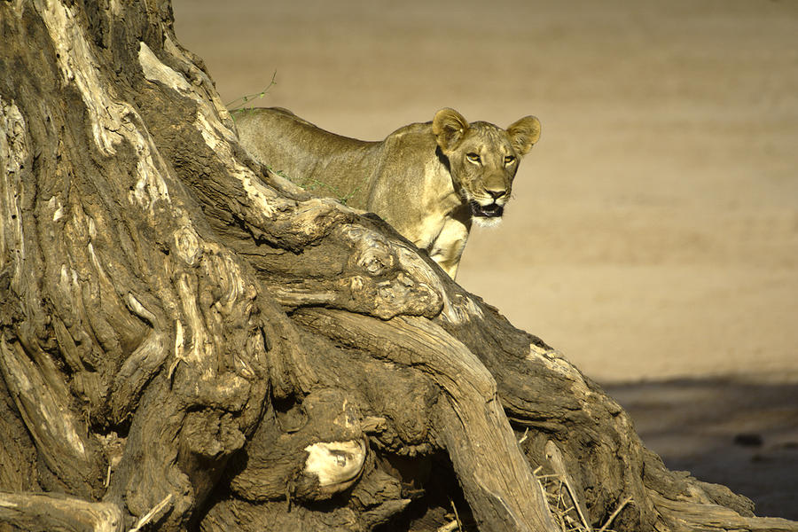 Africa Photograph - Peeking Out by Michele Burgess Africa Photograph - Peeking Out by Michele Burgess