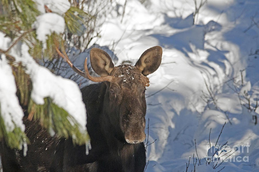 Peeking out Moose Photograph by Cindy Murphy - NightVisions