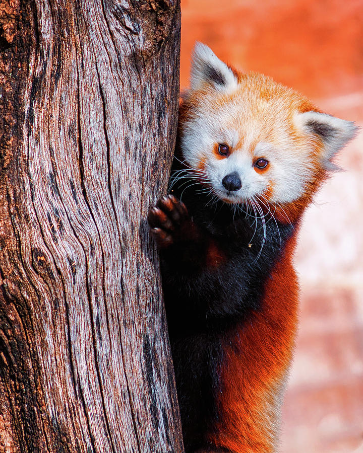 Red Panda Photograph - Peeking Out by S Daniel McPhail