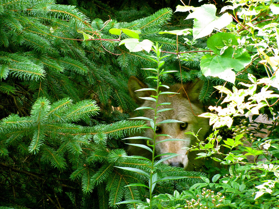 Peeking Out Wolf Photograph by Debra     Vatalaro