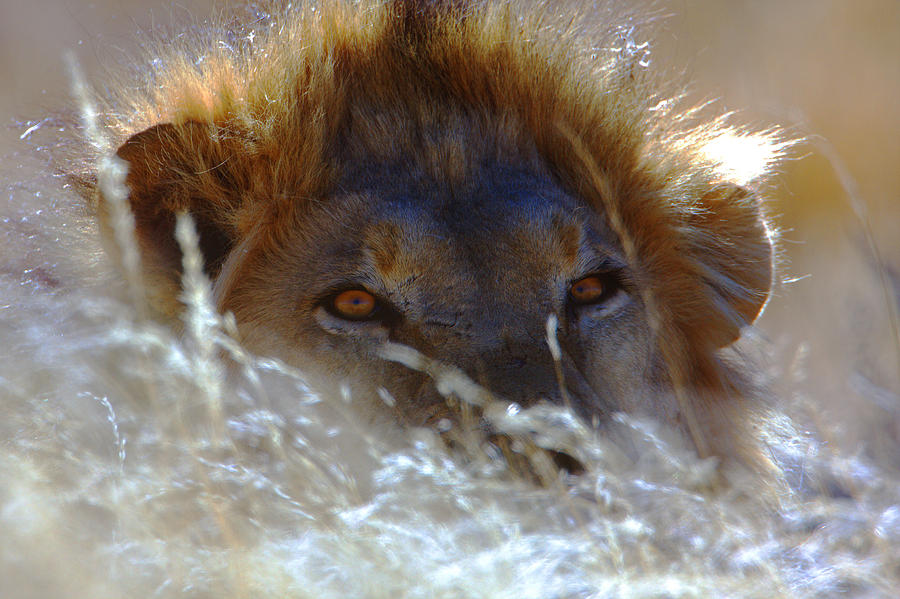 Peeking over the Grass Photograph by John Bradford - Fine Art America