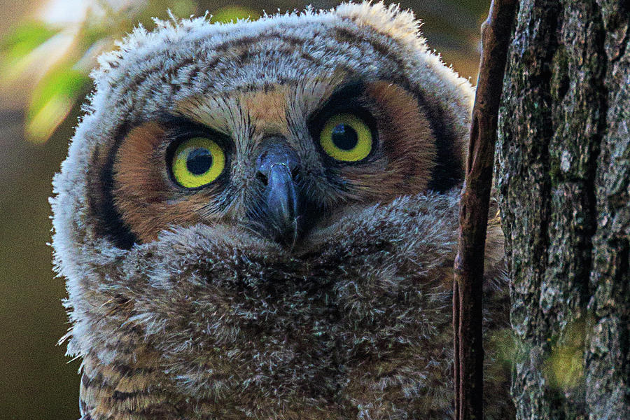 Owl Photograph - Peeking Owlet by Allen Ahner Owl Photograph - Peeking Owlet by Allen Ahner