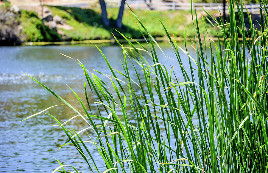 Peeking Pond Photograph by Kathleen Maconachy