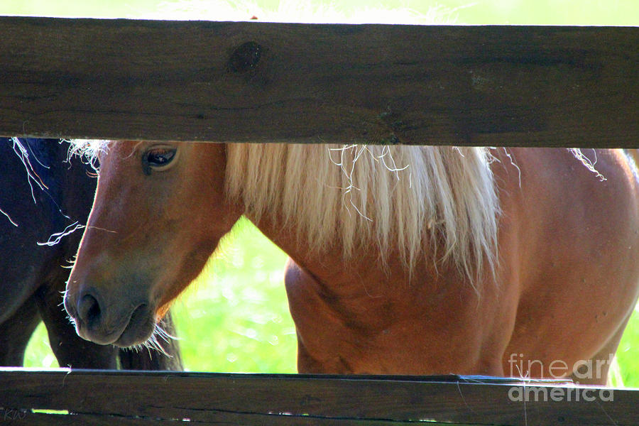 Peeking Pony Photograph by Kathy White