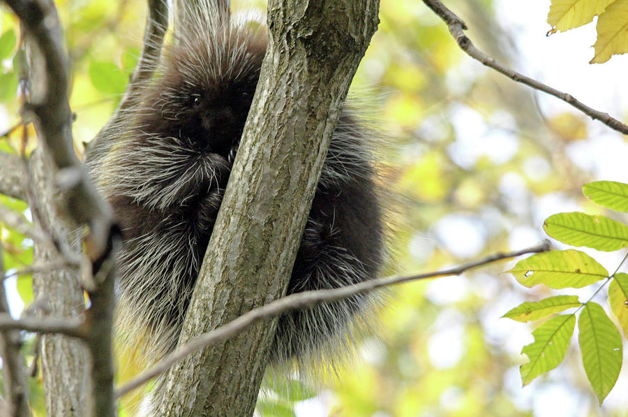 Peeking Porcupine Photograph by Debbie Oppermann