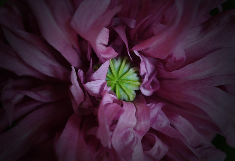 Poppy Photograph - Peeking by Richard Andrews