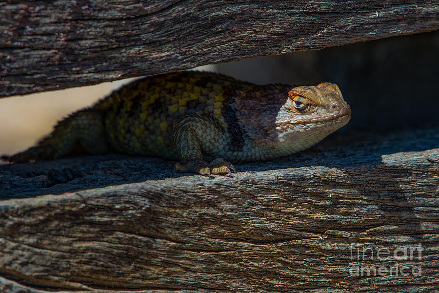 Peeking Spiny Lizard Photograph by Lisa Manifold