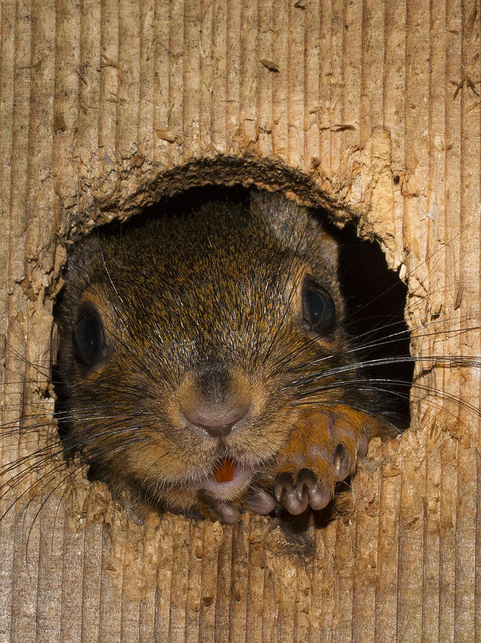 Nature Photograph - Peeking Squirrel by Jean Noren